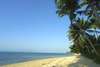 Coconut Tropicana 